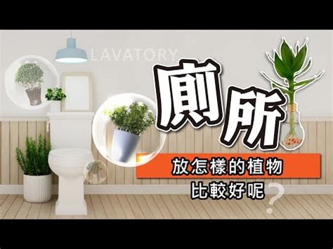 廁所擋煞植物|化煞聚財全靠它！家中植物這樣擺就對了 